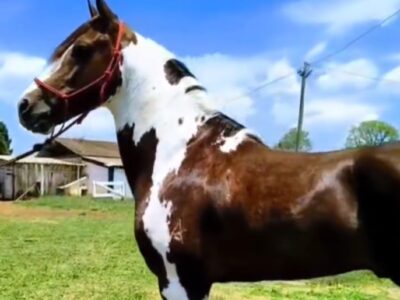 Garanhão Pampa Excepcional