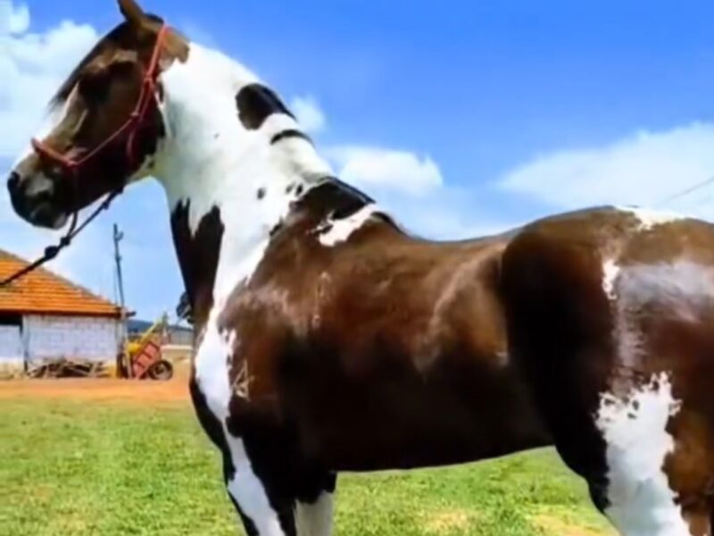 Garanhão Pampa Excepcional