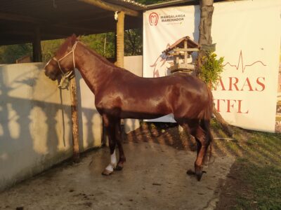 Cavalo Castrado Registado na ABCCMM