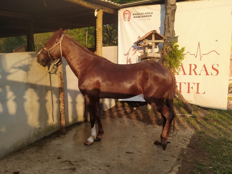 Cavalo Castrado Registado na ABCCMM