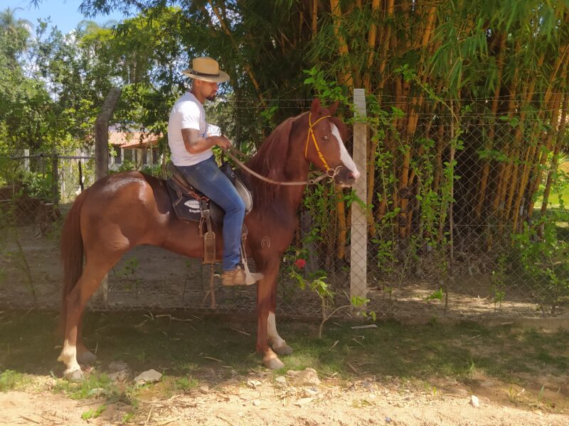 Cavalo Castrado Registado na ABCCMM