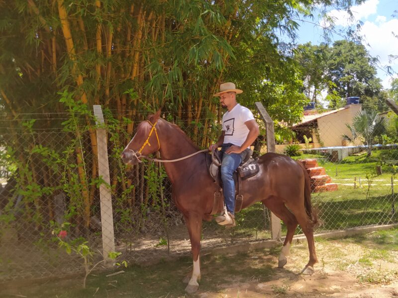 Cavalo Castrado Registado na ABCCMM