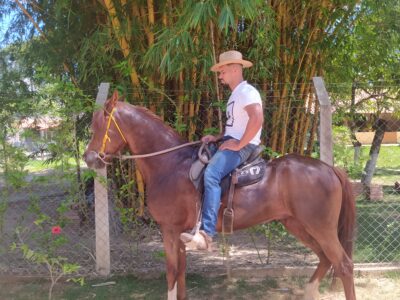 Cavalo Castrado Registado na ABCCMM