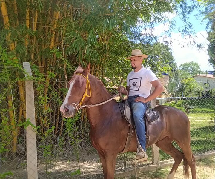 Cavalo Castrado Registado na ABCCMM